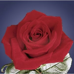 Роза "Cherry Love"